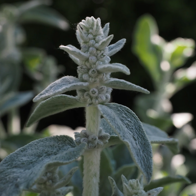 Stachys byzantina 'Silver Carpet' - Ezelsoor