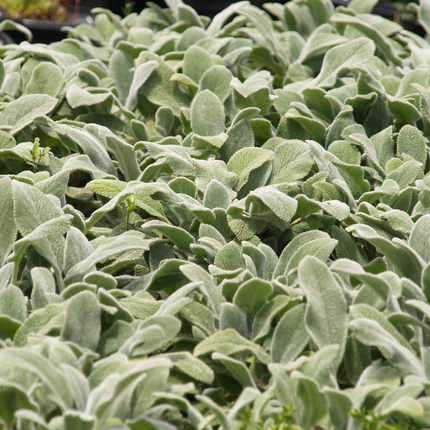 Stachys byzantina 'Silver Carpet' - Ezelsoor