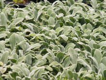 Afbeelding in Gallery-weergave laden, Stachys byzantina &#39;Silver Carpet&#39; - Ezelsoor
