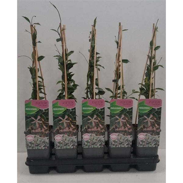 Meerdere Trachelospermum asiaticum ‘Star of Milano’ planten in pot, samen geplaatst in een tray met glanzend groen blad.