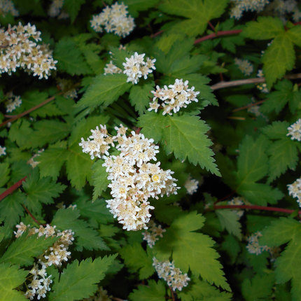 Stephanandra incisa 'Crispa' - Kransspirea