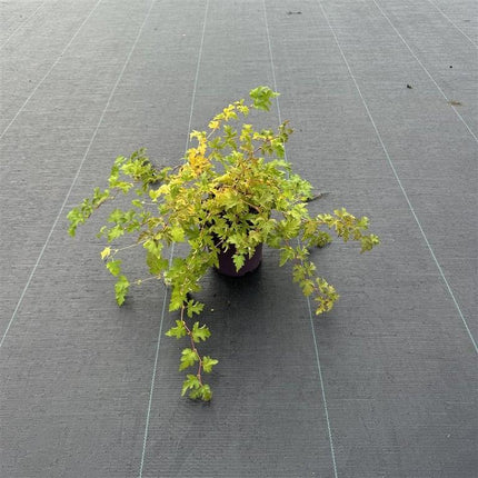 Stephanandra incisa 'Crispa' - Kransspirea