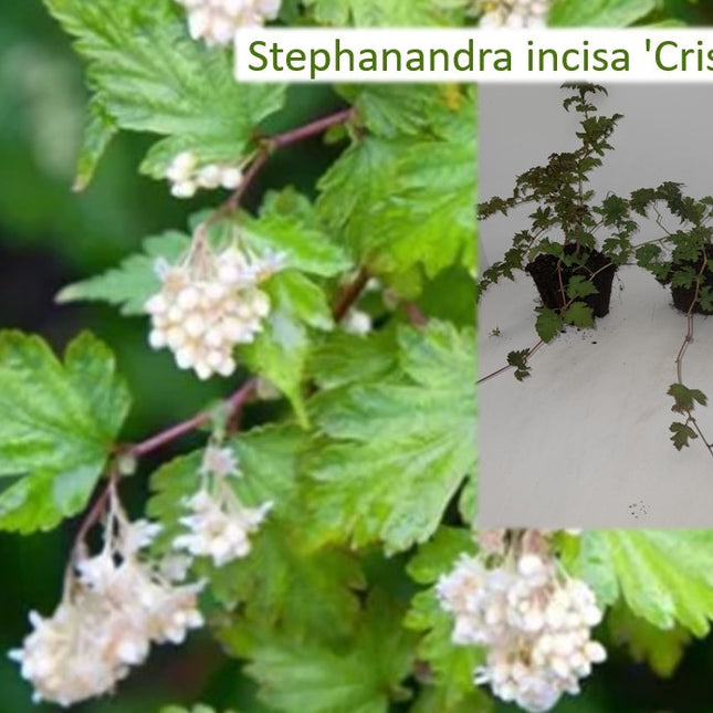 Stephanandra incisa 'Crispa' - Kransspirea (bodembedekker) - Pakket van 18 stuks