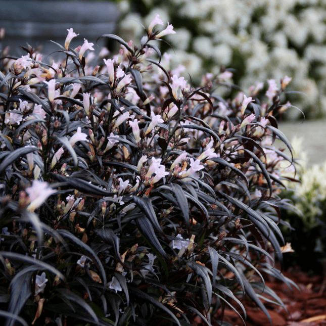 Strobilanthes anisophylla 'Brunetthy' - Trompetkruid