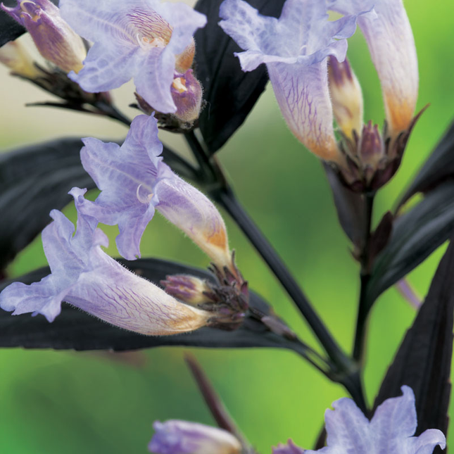 Strobilanthes anisophylla 'Brunetthy' - Trompetkruid