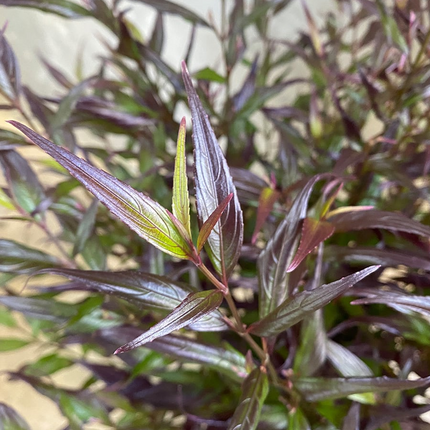 Strobilanthes anisophylla 'Brunetthy' - Trompetkruid