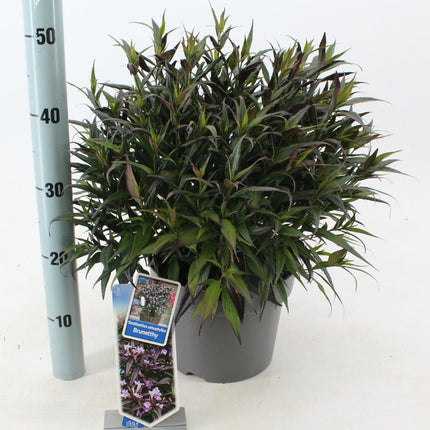 Strobilanthes anisophylla 'Brunetthy' - Trompetkruid