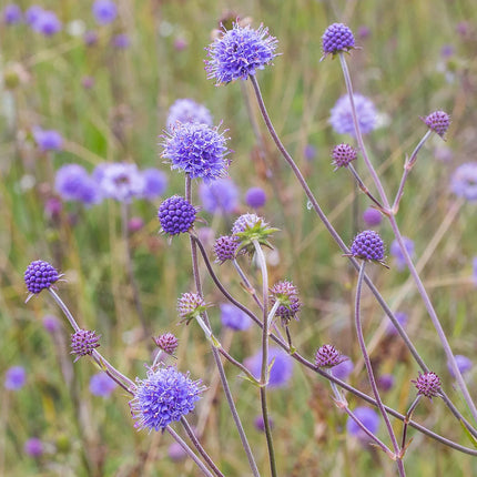 Succisa pratensis (blauwe knoop) met ronde, paarsblauwe bloemhoofdjes op slanke stelen, bloeiend in een grasrijke, natuurlijke omgeving.
