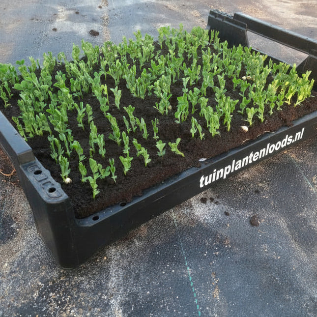 Sugarsnap-Suiker Erwtboon in Tuinplantenloods.nl zwarte krat op de kwekerij