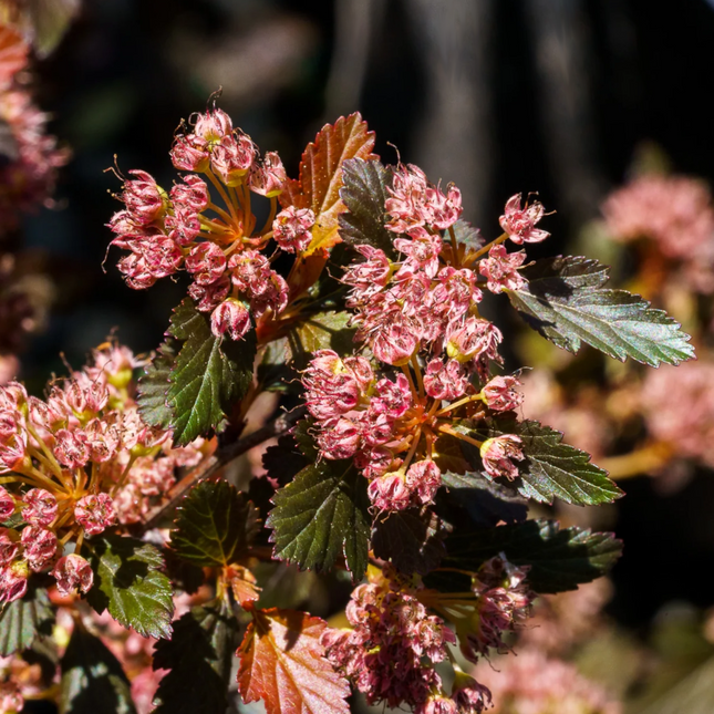 Physocarpus opulifolius 'Sweet Cherry Tea' - Blaasspiraea