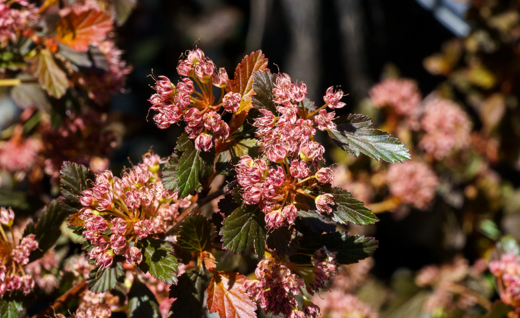 Physocarpus opulifolius 'Sweet Cherry Tea' - Blaasspiraea