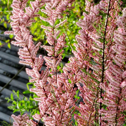 Tamarix tetrandra - Tamarisk