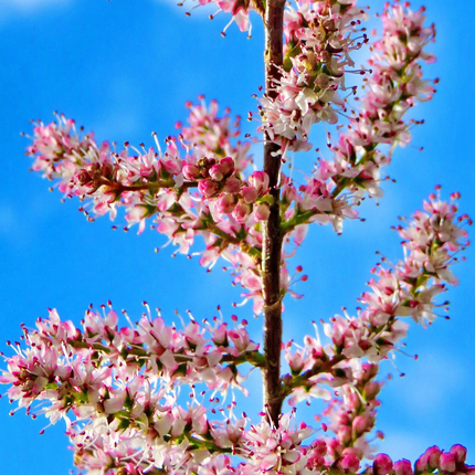 Tamarix tetrandra - Tamarisk