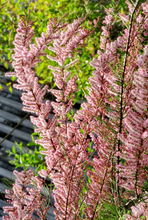 Afbeelding in Gallery-weergave laden, Tamarix tetrandra - Tamarisk
