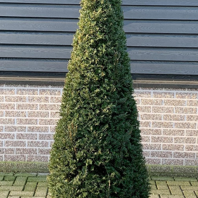 Taxus baccata - Venijnboom in kegelvorm