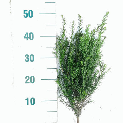 Losstaande bos Taxus baccata venijnboom met blote wortel, wintergroen en geschikt voor het aanplanten van een dichte haag.