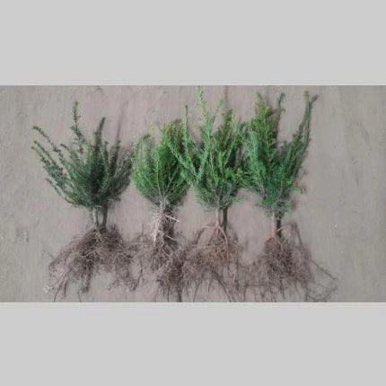 Losstaande bos Taxus baccata venijnboom met blote wortel, wintergroen en geschikt voor het aanplanten van een dichte haag.