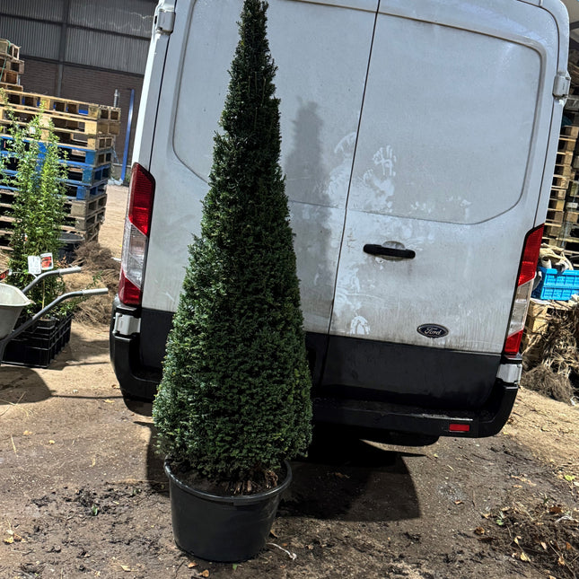 Taxus baccata - Venijnboom in kegelvorm