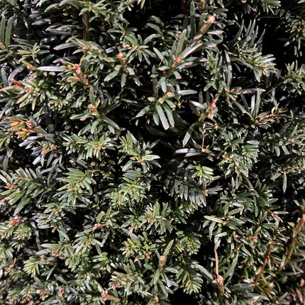 Taxus baccata - Venijnboom in kegelvorm