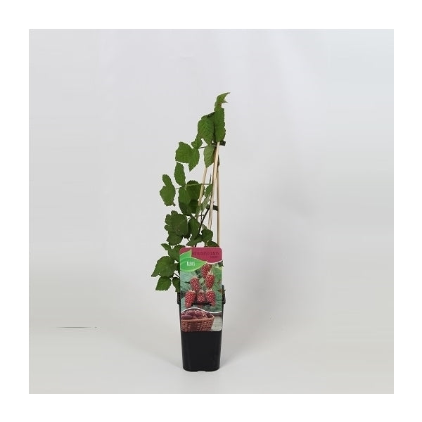 Rubus Tayberry - Braam-Framboos kruising