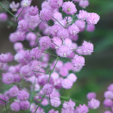 Thalictrum delavayi 'Hewitt's Double' - Chinese ruit