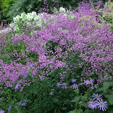 Thalictrum delavayi 'Hewitt's Double' - Chinese ruit