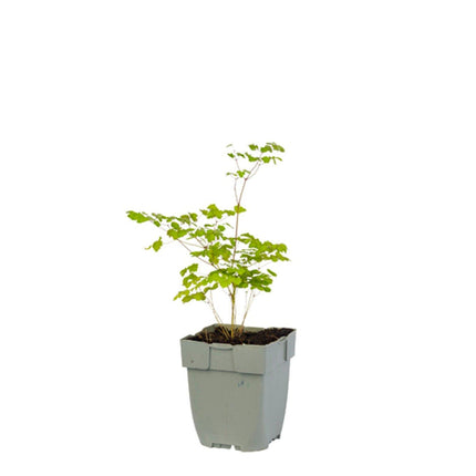 Thalictrum delavayi 'Hewitt's Double' - Chinese ruit in P11 pot