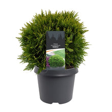 Afbeelding in Gallery-weergave laden, Thuja occidentalis &#39;Danica&#39; - Westerse levensboom
