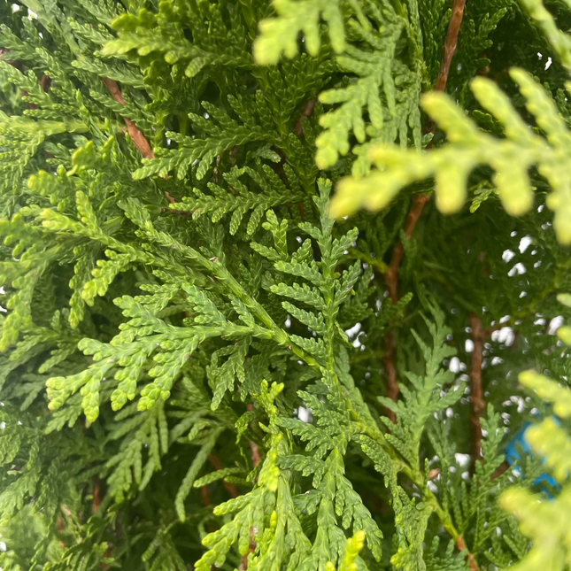 Thuja brabant zacht geel/groen conifeer close-up