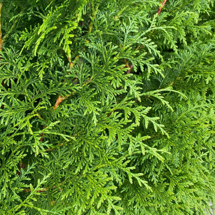 Thuja Gelderland conifeer zacht helder groen