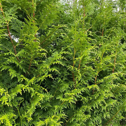 Thuja Gelderland haag conifeer zacht 