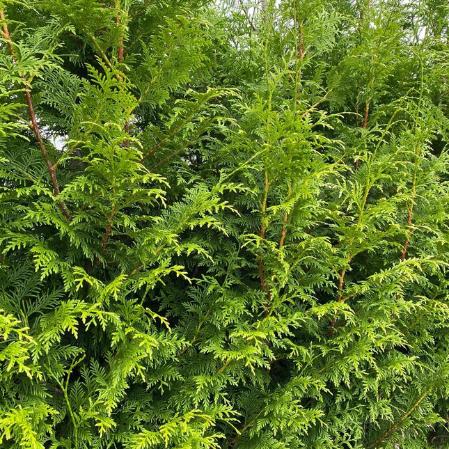 Thuja Gelderland haag conifeer zacht 