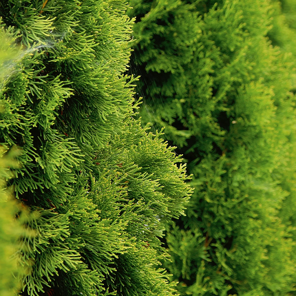 Thuja occidentalis 'Smaragd' - Westerse Levensboom - Conifeer in spiraalvorm