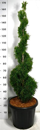 Thuja occidentalis 'Smaragd' - Westerse Levensboom - Conifeer in spiraalvorm
