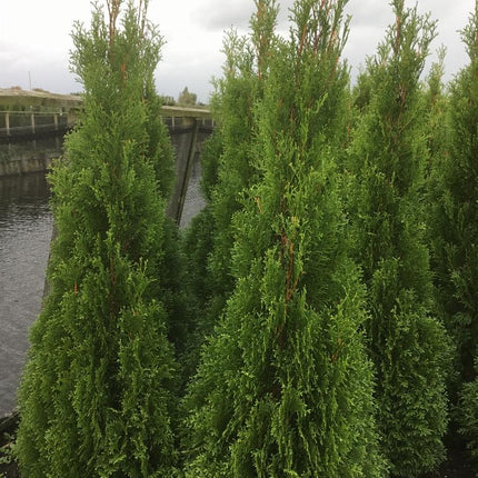 Thuja occidentalis 'Smaragd' - Westerse Levensboom - Conifeer