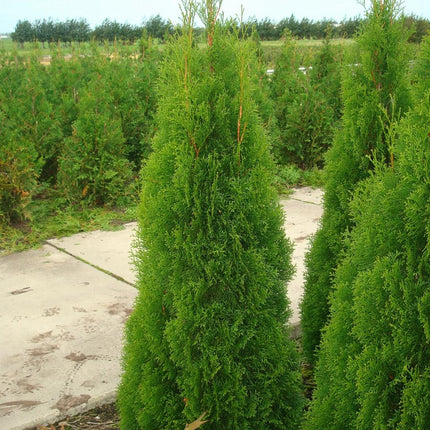 Thuja occidentalis 'Smaragd' - Westerse Levensboom - Conifeer