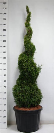 Thuja occidentalis 'Smaragd' - Westerse Levensboom - Conifeer in spiraalvorm