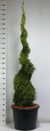 Thuja occidentalis 'Smaragd' - Westerse Levensboom - Conifeer in spiraalvorm