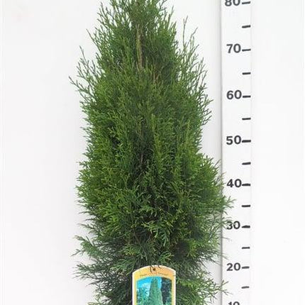 Thuja occidentalis 'Smaragd' - Westerse Levensboom - Conifeer
