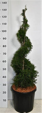 Thuja occidentalis 'Smaragd' - Westerse Levensboom - Conifeer in spiraalvorm