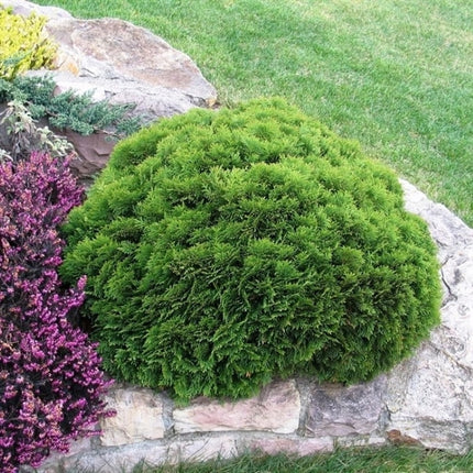 Thuja occidentalis 'Danica' - Westerse levensboom