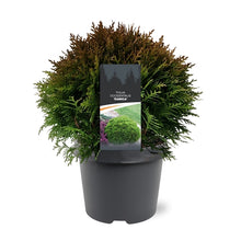 Afbeelding in Gallery-weergave laden, Thuja occidentalis &#39;Danica&#39; - Westerse levensboom
