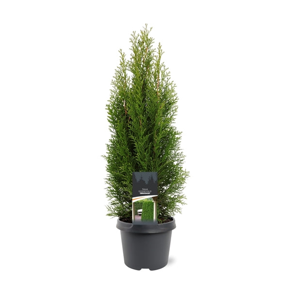 Thuja occidentalis 'Smaragd' in pot 60-80cm- Coniferenhaag