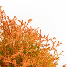 Afbeelding in Gallery-weergave laden, Thuja occidentalis &#39;Fire Chief&#39; - Levensboom
