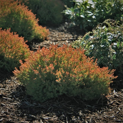 Thuja occidentalis 'Fire Chief' - Levensboom