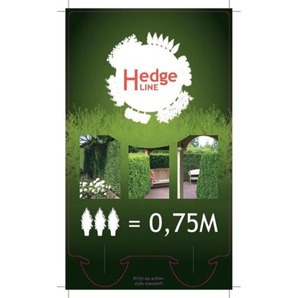 Thuja occidentalis 'King of Brabant' Pakket