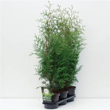 Afbeelding in Gallery-weergave laden, Thuja occidentalis &#39;King of Brabant&#39; Pakket
