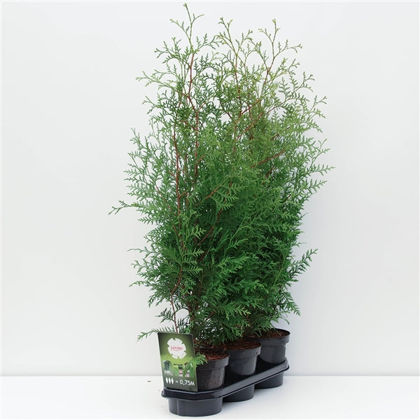 Thuja occidentalis 'King of Brabant' Pakket