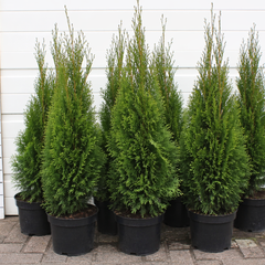 Thuja occidentalis ‘Pyramidalis Compacta’ in pot