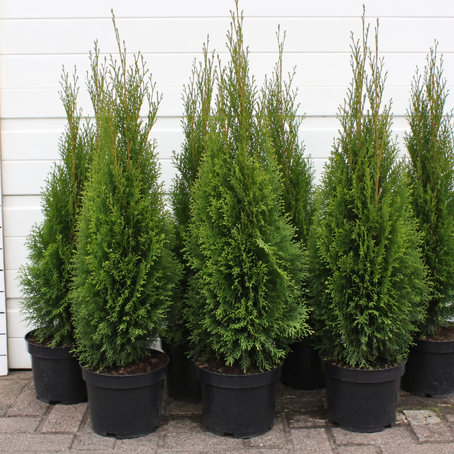 Thuja occidentalis ‘Pyramidalis Compacta’ 40–60 cm – Haagpakket voor 5 strekkende meter (25 stuks)
